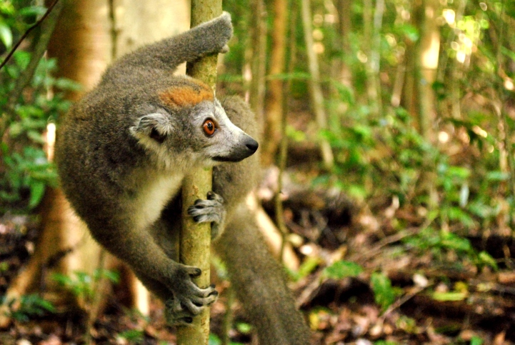 Lemur in Ankarana by Sally Bull