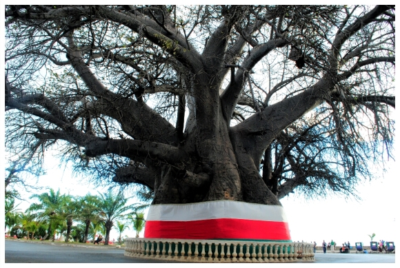 Mahajunga baobab(1)